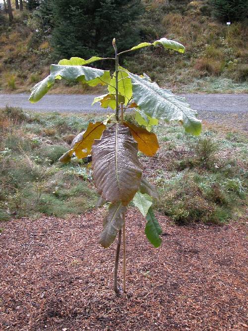 Paraplymagnolia, en storbladet eksot (Magnolia tripetala)
